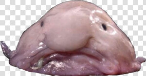  blobfish  fish  blob  seacreature  sealife  sea  ocean   Blob Fish Transparent  HD Png Download