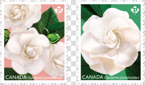 One Featuring Three Gardenias  And One Focusing On   Postage Stamp  HD Png Download