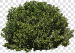 Tree Shrub Evergreen   Transparent Background Bush Png  Png Download