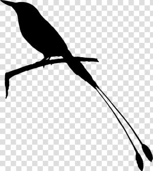 Beak Clip Art Fauna Feather Silhouette   Raven  HD Png Download