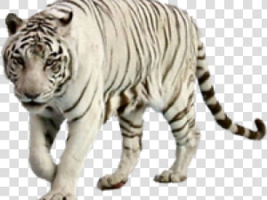 White Tiger Clipart Graffiti   Transparent White Tiger Png  Png Download