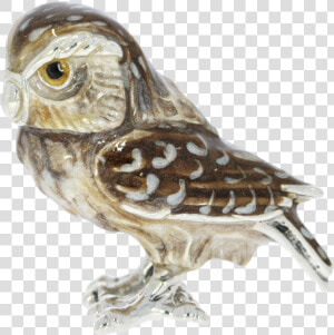 Screech Owl  HD Png Download