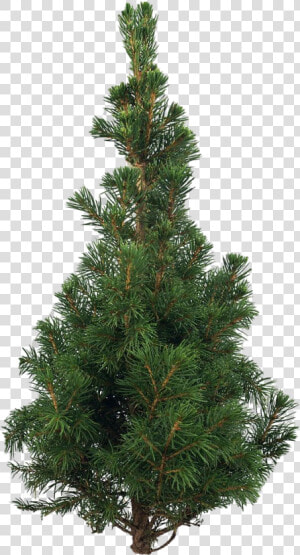 Artificial Christmas Tree Png Pic   Scots Pine Christmas Tree  Transparent Png