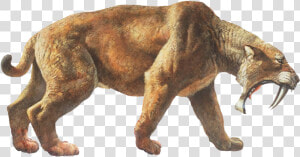 Saber Tooth Tiger Png  Transparent Png