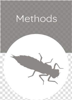 Methods   Weevil  HD Png Download