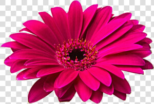 Pink Gerbera Clip Art   Flowers Png Image Hd  Transparent Png