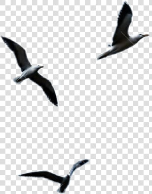  ftestickers  seagull  flying   Gaviotas En Cielo  HD Png Download