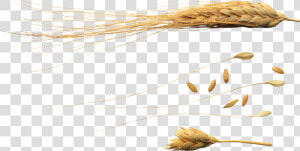 Wheat Png Images Download   Flying Wheat Png  Transparent Png