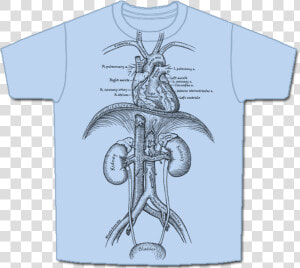 Skeletees Skeletees Anatomical T Shirts Designed And   Circulatory System T Shirt  HD Png Download