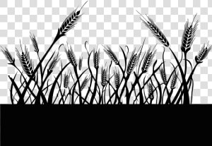 Triticale   Png Download   Triticale  Transparent Png