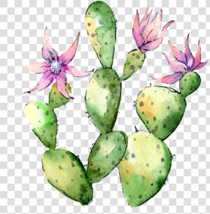 Hand Painted Flowering Cactus Png Transparent   Flower Cactus Png  Png Download