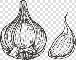 Collection Of Drawing   Garlic Drawing Png  Transparent Png