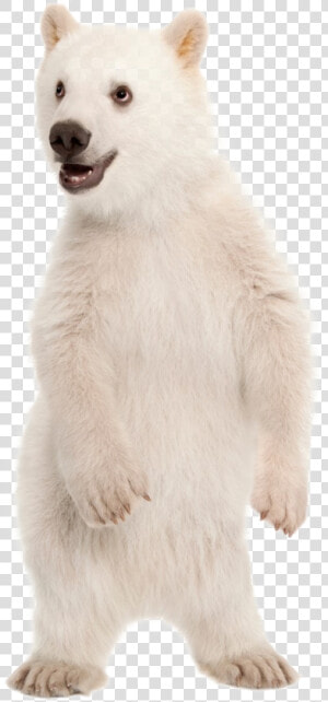 Polar Bear Png   Polar Bear Cub Transparent  Png Download