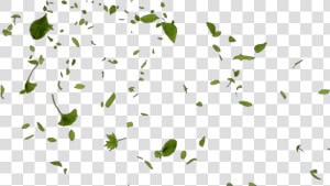  leaves  leaf  wind  windy  blow  blew  float  drift   Green Leaves Blowing In The Wind Png  Transparent Png