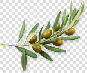 Olive family   Rama De Olivo Png  Transparent Png