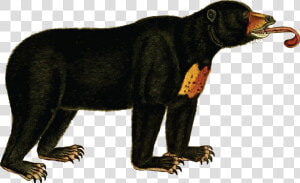 Wildlife big Cats carnivoran   Sun Bear Clip Art  HD Png Download