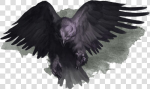 Bird Of Prey  HD Png Download