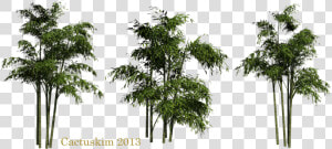 Bamboo Png Clipart   Bamboo Trees Png  Transparent Png