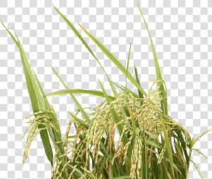 Rice Plant Transparent Background   Png Download   Rice Plant No Background  Png Download