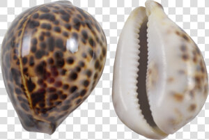 Tiger Cowrie 3 4   Tiger Cowrie Shell Meaning  HD Png Download