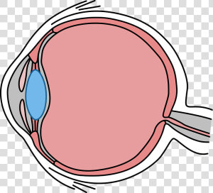 Eye  Drawing  Body  Biology  See  Diagram  Icon  HD Png Download