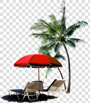 Transparent Palm Tree   Beach With Coconut Palms  HD Png Download