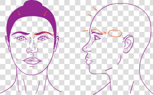 Upper Face Procedures In Facial Feminization Surgery   Illustration  HD Png Download