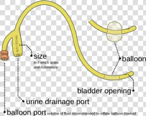 Parts Of Foley  39 s Catheter  HD Png Download