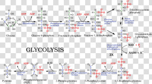 File     Glycolysis Pathway  HD Png Download