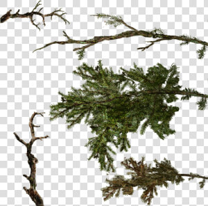 Branch Tree Twig   Pine Tree Branch Texture  HD Png Download