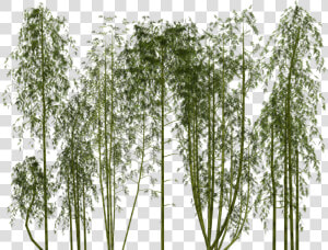 Bamboo Png Transparent Images   Transparent Bamboo Plant Png  Png Download