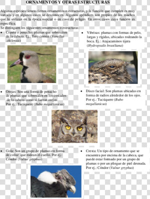 Docx   Osprey   Eastern Screech Owl  HD Png Download