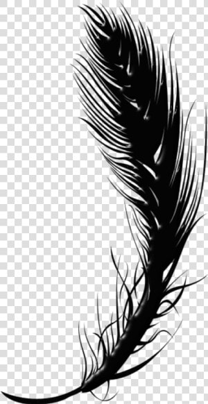 Feather Pen Png   Clipart Feather Png Black And White  Transparent Png