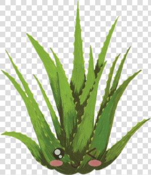  kawaii  lindo  cute  aloevera   Draw An Aloe Vera Plant  HD Png Download