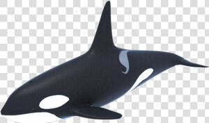 Killer Whale Orca 3d Model 1a   Whale 3d Png  Transparent Png