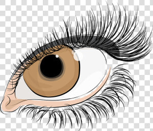 Eyelash Png  Download Png Image With Transparent Background    Lashes Eyes Transparent Background  Png Download