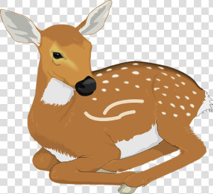 Resting Baby Deer Svg Clip Arts   Baby Deer Clipart  HD Png Download