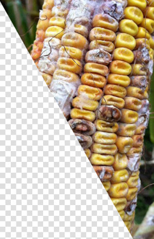 Corn Cob Png  corn Kernels   Png Download  Transparent   Corn Kernels  Png Download