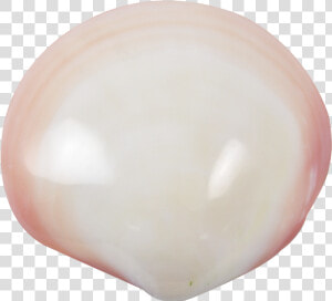 Tiger Clam Polished Shell 3 4   Kakapo Egg  HD Png Download