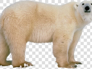 Polar Bear Png Transparent Images   Polar Bear White Background  Png Download