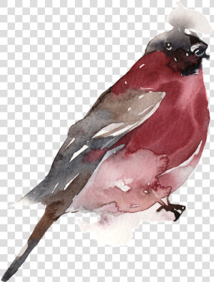 Creative Bird Water Ink Painting Transparent Watercolor   Old World Flycatcher  HD Png Download