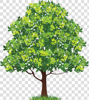 Neem Tree Clip Art   Neem Tree Clipart  HD Png Download