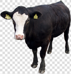 Black Cow Png Image  Download Picture   Black Cow Png  Transparent Png