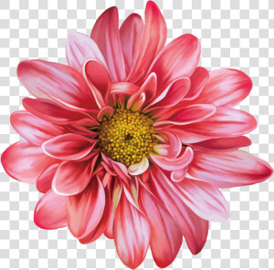 Gazania   Flower Chrysanthemum Vector Png  Transparent Png