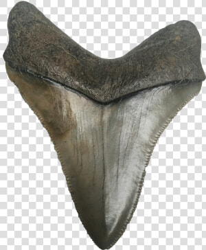 Shark Teeth Png Photo   Megalodon Tooth Png  Transparent Png