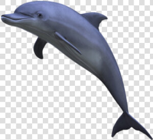 Dolphin Jumping Png   Aesthetic Dolphin Png  Transparent Png