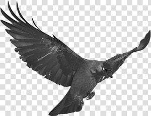 Stock Raven Flying With   Jackdaw Png  Transparent Png