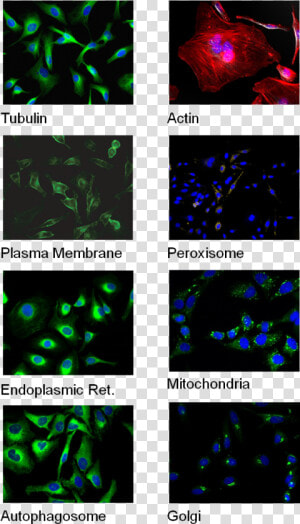 Cell Staining   Graphic Design  HD Png Download