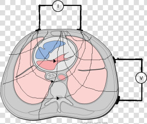 Chest Cross Section With Eit Electrodes   Cross Section Chest Human  HD Png Download