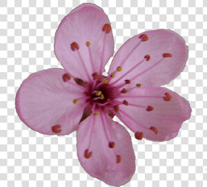 Flower Blossom Clipart   Cherry Blossom Single Flower  HD Png Download